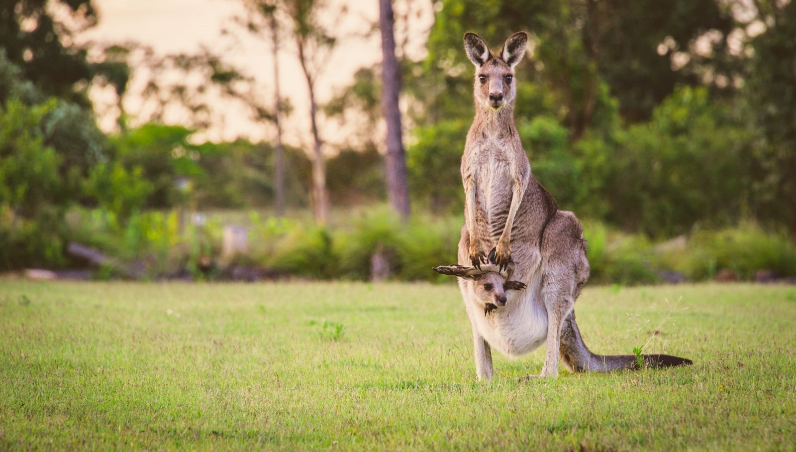 Avustralya’da 5 milyon kanguru için “vur izni”