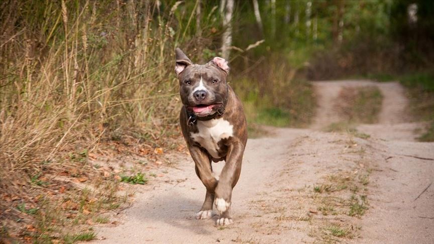 İstanbul’da ısıran pitbullun sahibine para cezası