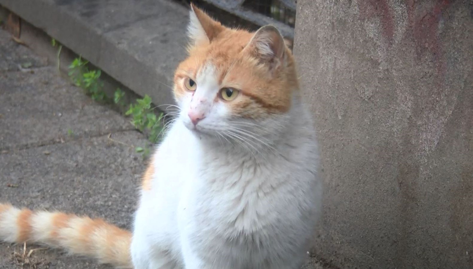 Kadıköy’de toplu kedi vefatları