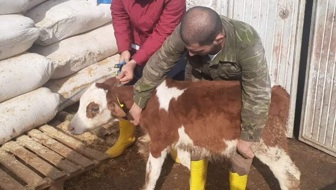 Şap hastalığı alarmı | Siirt ve Denizli’de hayvan pazarları kapatıldı