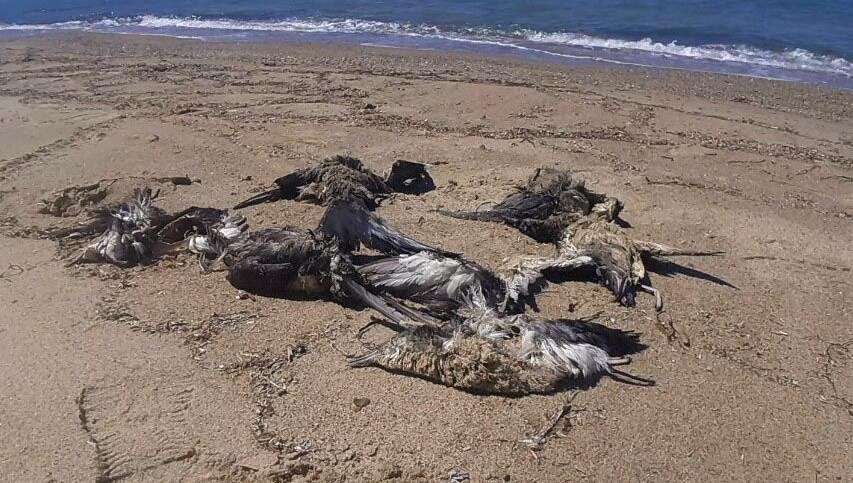 Kuşadası Sahili’nde ölü 24 yelkovan kuşu bulundu