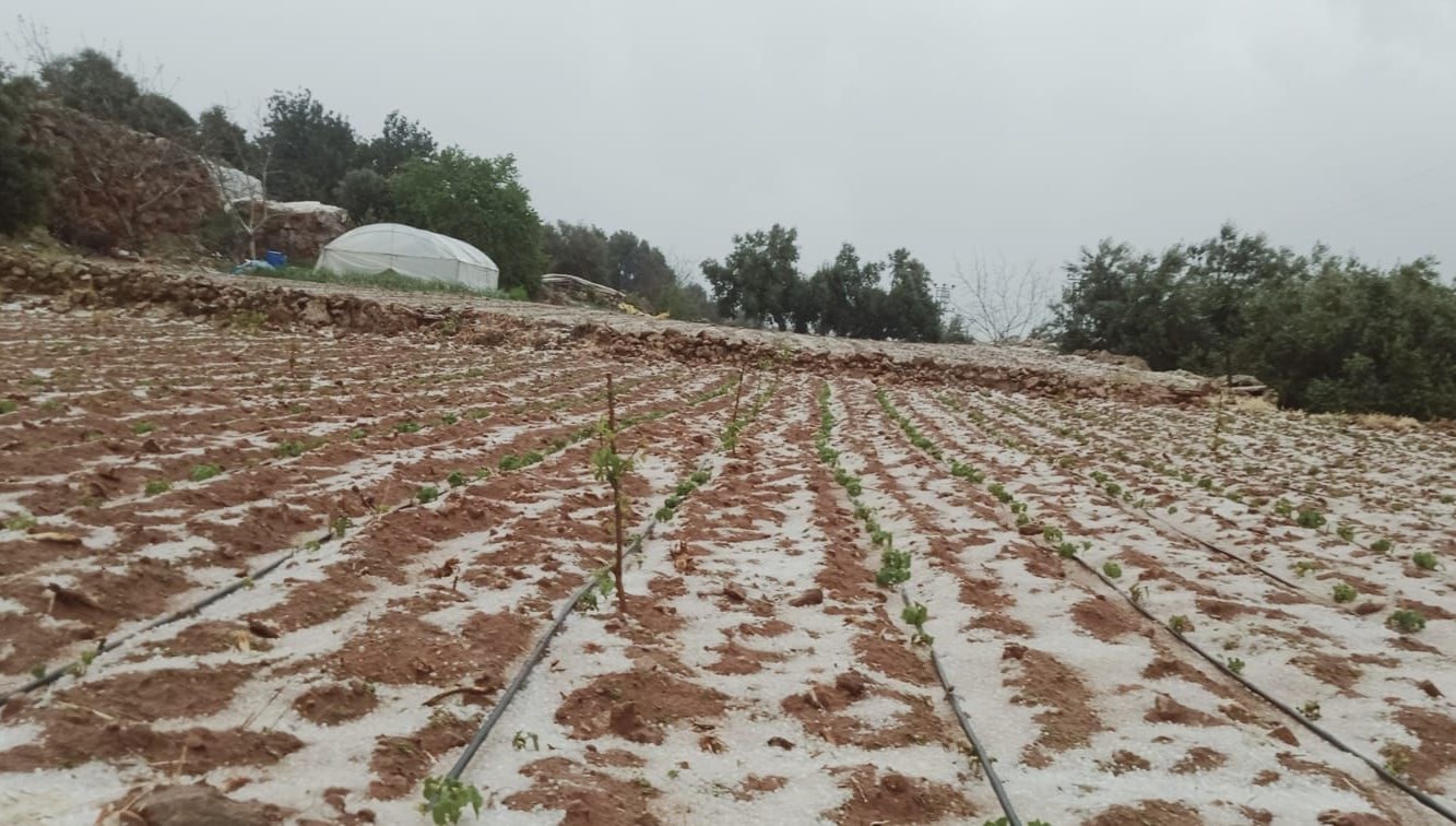 Mersin’de dolu yağışı ekili alanlara ziyan verdi