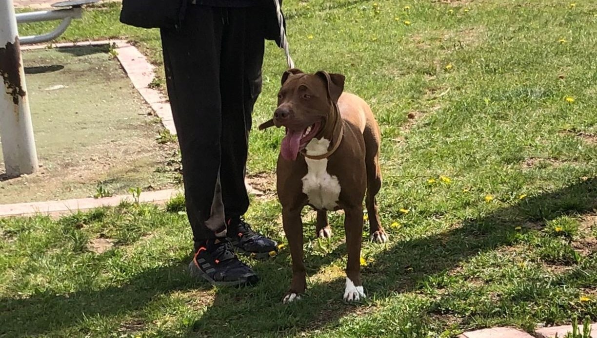 Yasak ırk köpeği ağızlıksız gezdiren bireye 33 bin 399 lira ceza