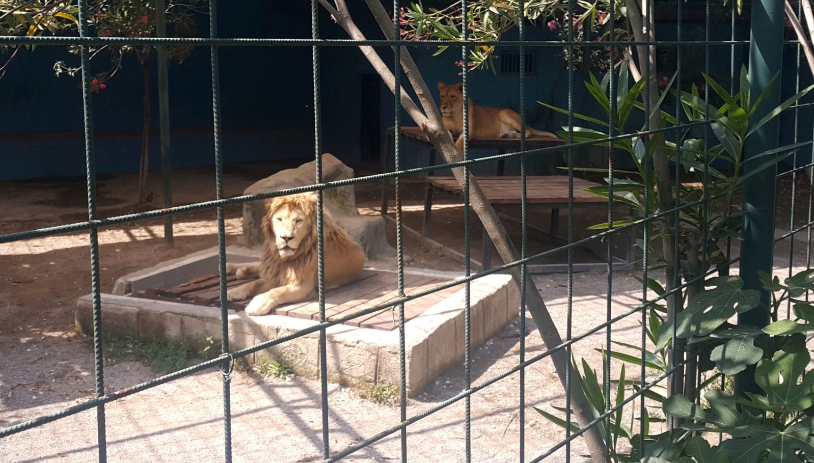 Selfie çekmek için kafese giren aileye aslan saldırdı