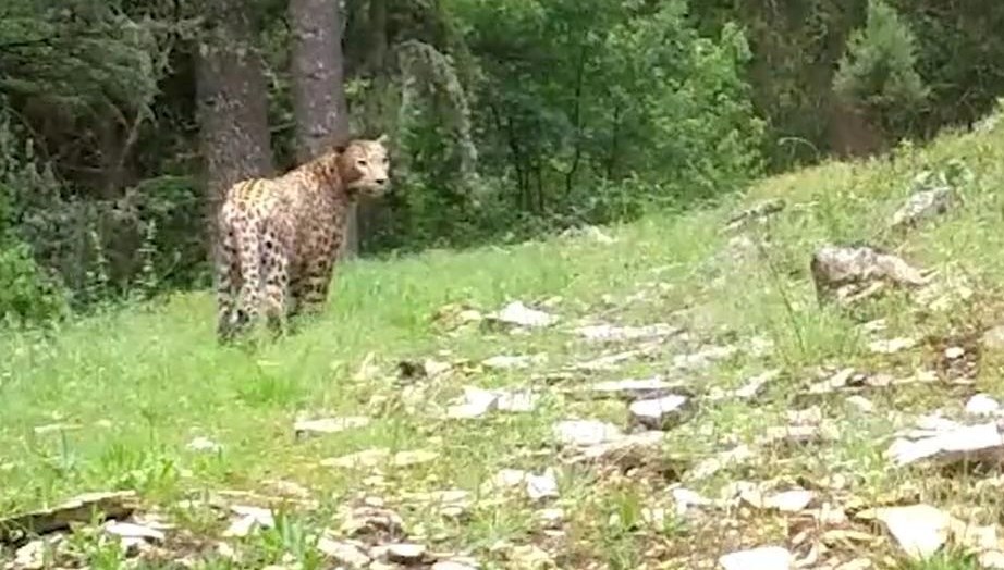 Anadolu leoparı yine görüntülendi: “Efsane bu kadim topraklarda”