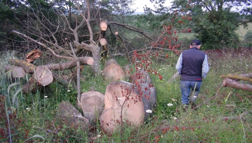 Hırsızlar 150 yıllık çınar ağaçlarını çaldı