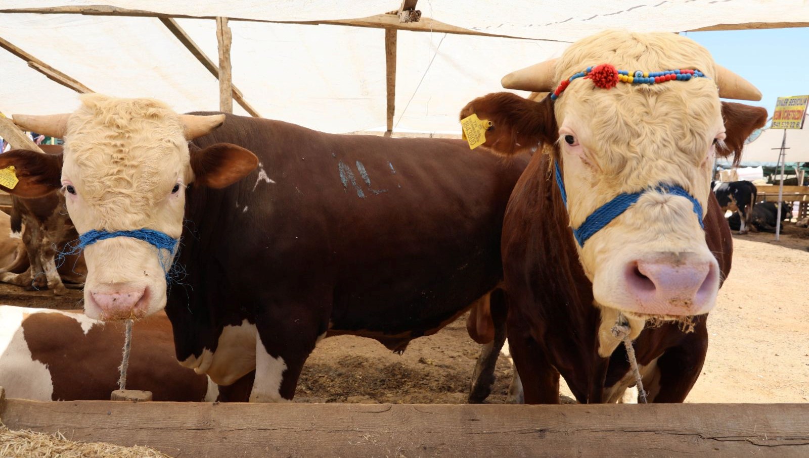 Kurban kısmında kurallara uymayanlara para cezası