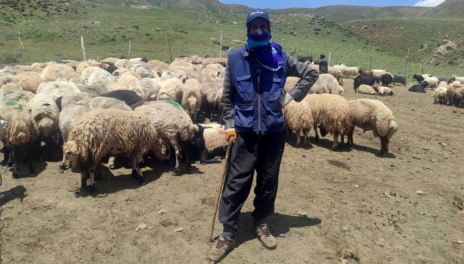 Hakkari’ye İran’dan ithal çoban