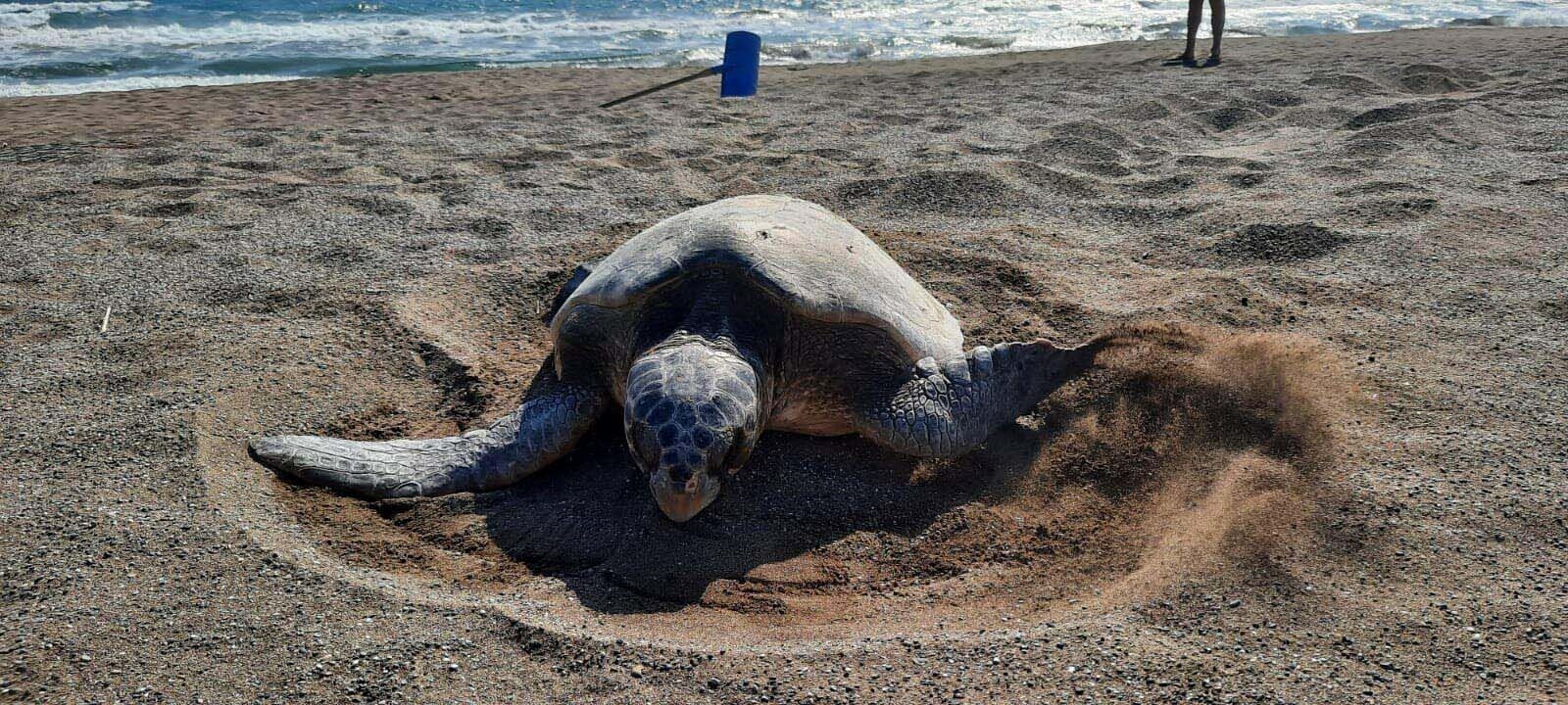 Caretta carettaların yuva sayısında rekor