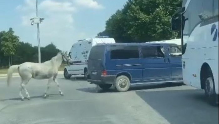 Eskişehir’de hayvana eziyet: Zanlı polise teslim oldu