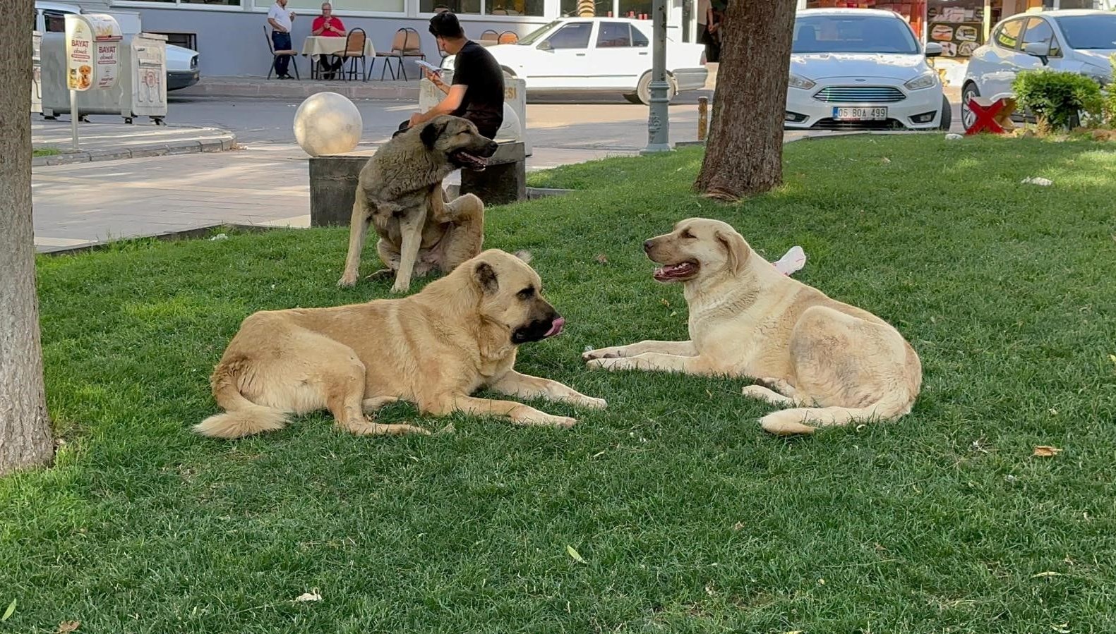 Şanlıurfa’da bir kişi kuduz olayı nedeniyle tedaviye alındı