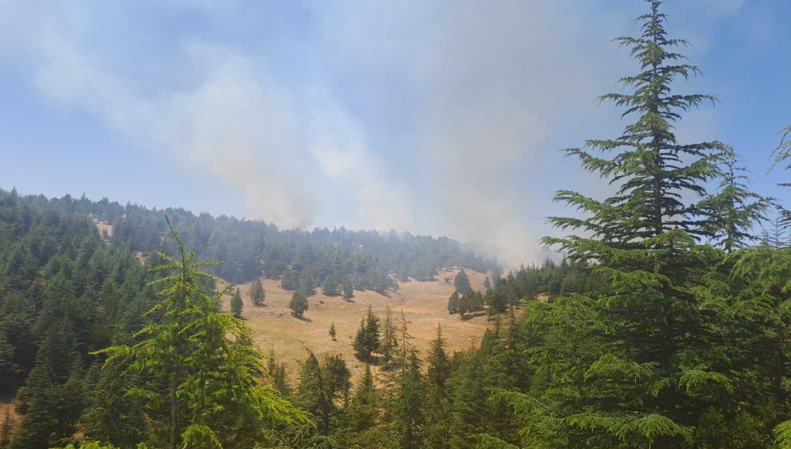 SON DAKİKA HABERİ: Adana’da orman yangını