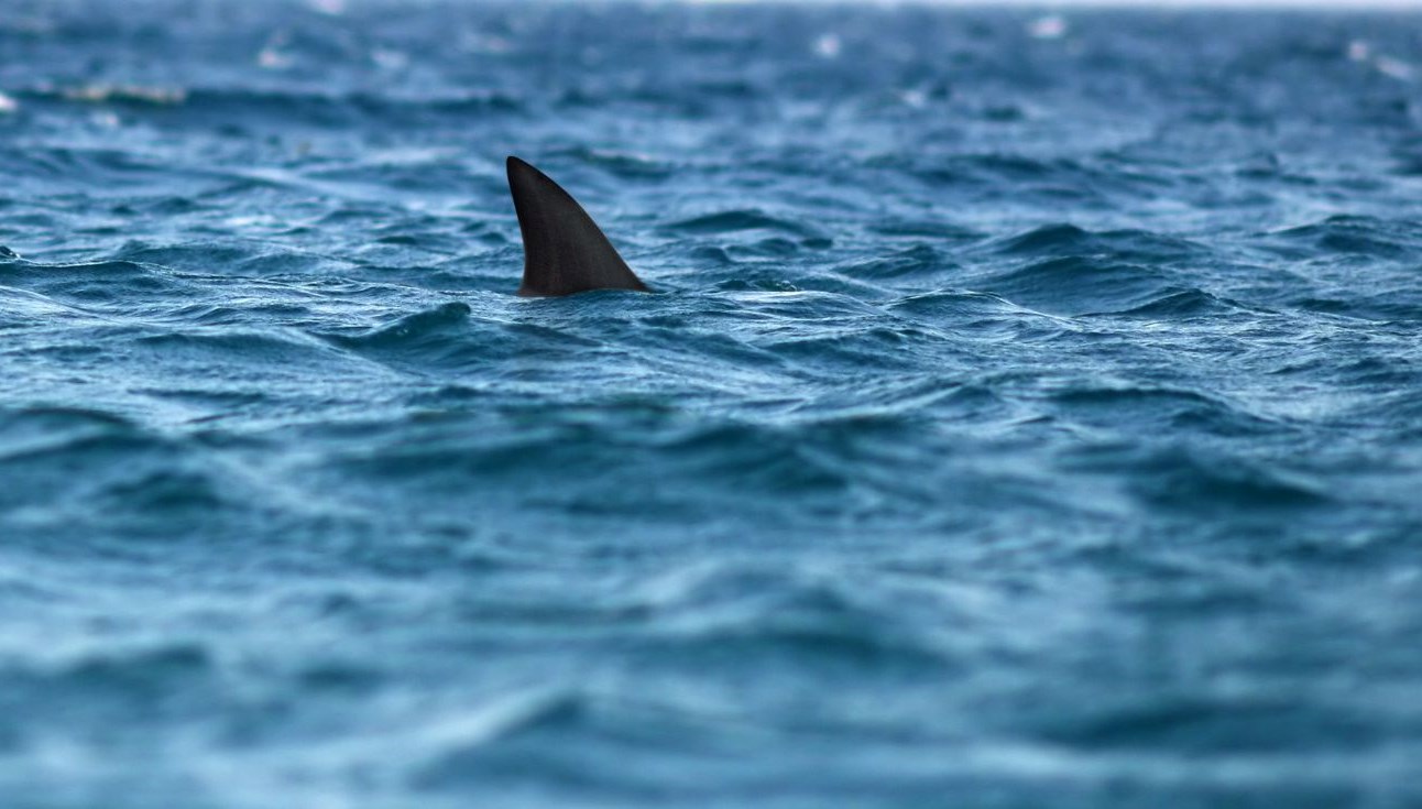New York’ta köpekbalığı tehlikesine drone tedbiri