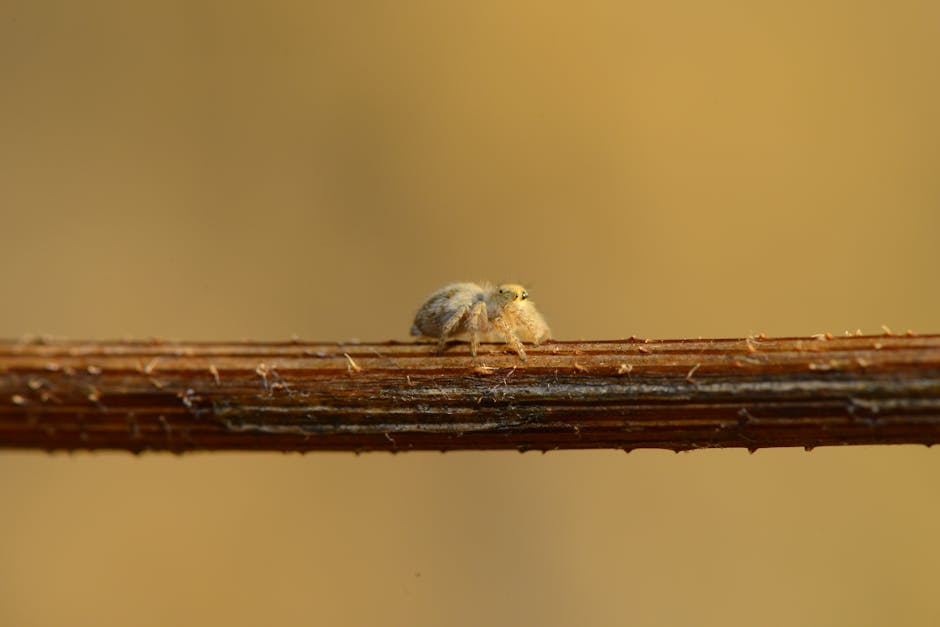 Detailed close-up of a small spider on a twig, showcasing its delicate features against a blurred background.